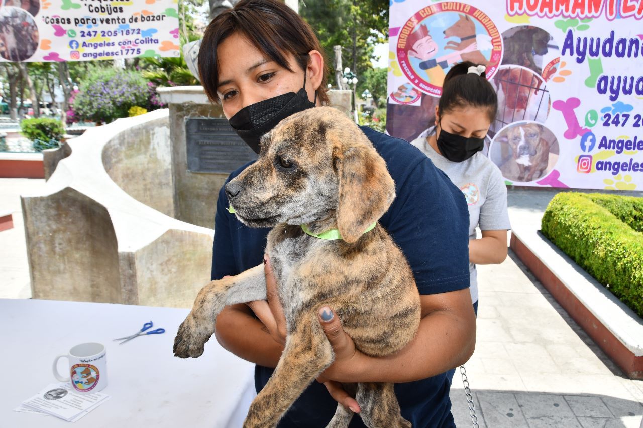 El gobierno de Huamantla mantiene acciones a favor del bienestar animal
